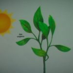 Alimentaçâo-35-150x150