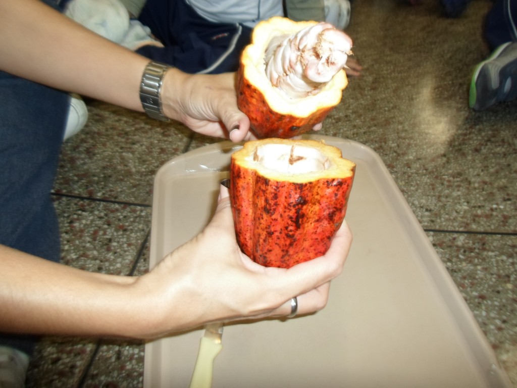PROJETO DIA DA FRUTA – MAT I – MANHÃ – TAQUARA