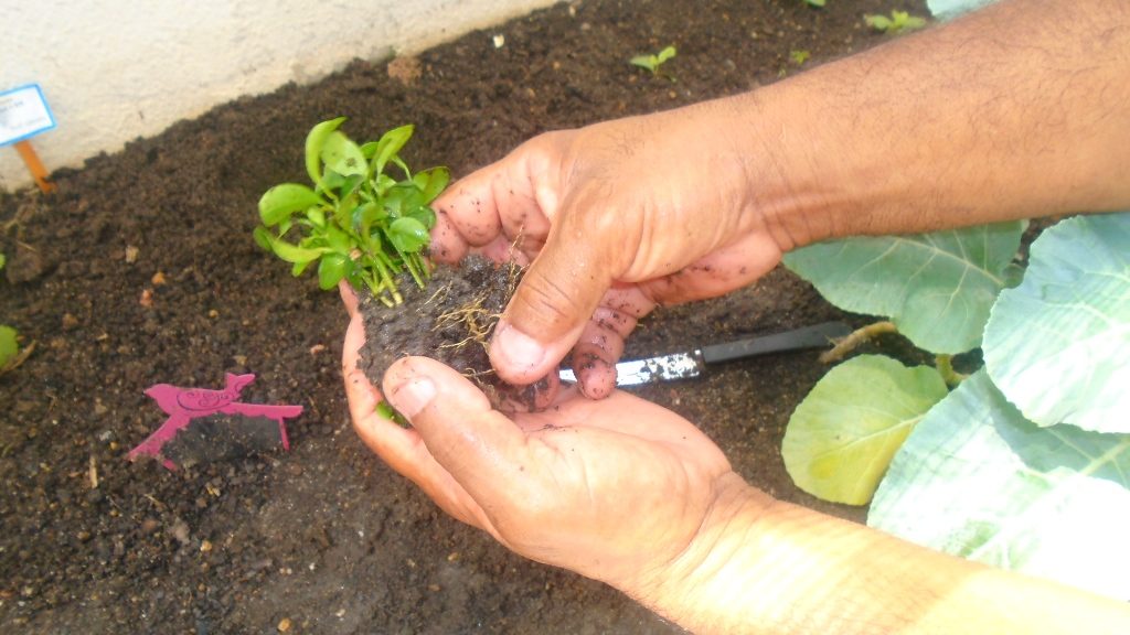 COLÉGIO SANTA MÔNICA – PLANTANDO TANGERINA – MAI II BM E PRÉ II AM – CACHAMBI